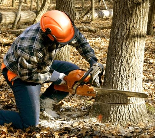 Tree Removal in Wittman, MD